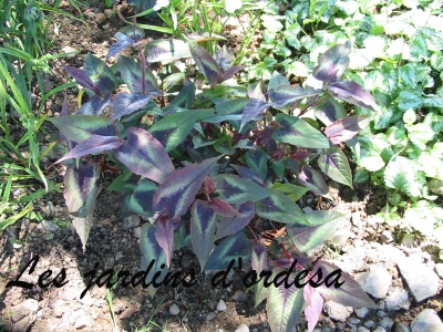 Persicaria microcephala red dragon